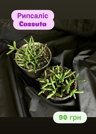 Ріпсаліс cassuta