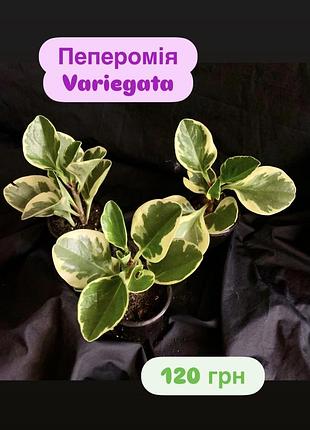 Пеперомія variegata