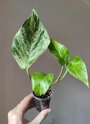 Эпипремнум марбл квин _ marble queen 4