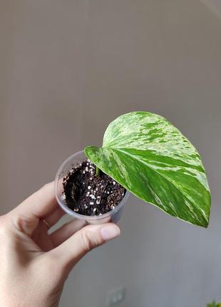 Эпипремнум марбл квин _ marble queen 2