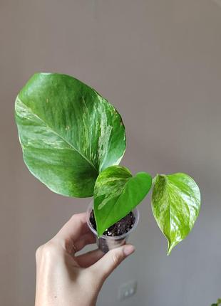 Эпипремнум марбл квин _ marble queen 3