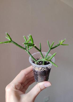 Рипсалис суккулент 2