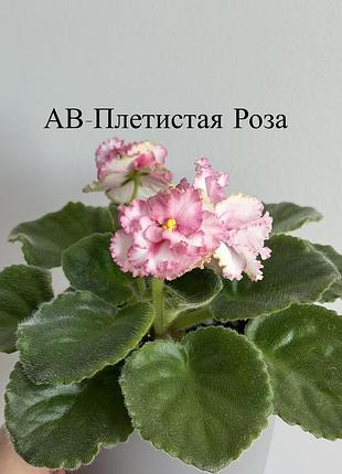 Листочки фіалки 6