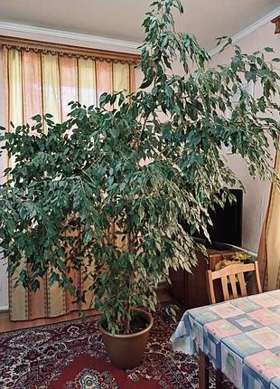 Продам шикарний фікус 2
