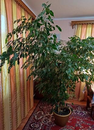 Продам шикарний фікус 3
