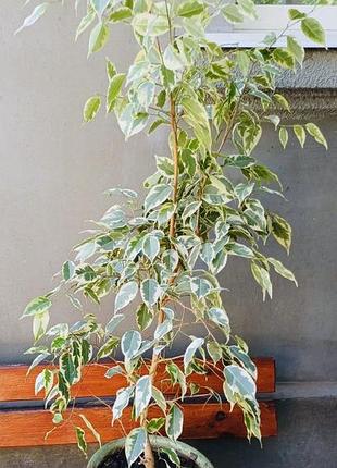 Продам шикарний фікус 4