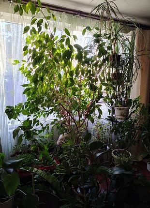 Продам комнатные растения 7
