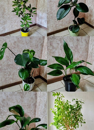 Продам комнатные растения