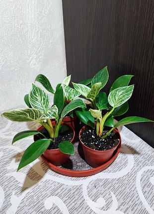 Филодендрон биркин (philodendron birkin)