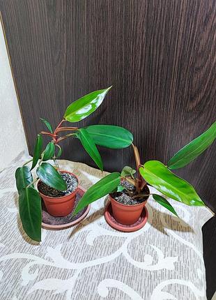 Філодендрон (erubescens)