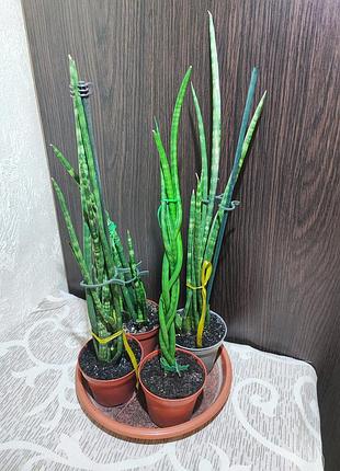 Сансивиерия микадо (sansevieria cylindrica mikado)