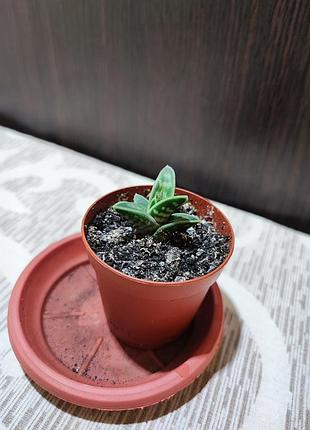 Алое тигрове (aloe variegata)