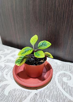 Плектраннус (plectranthus Ciliatus troy's gold)