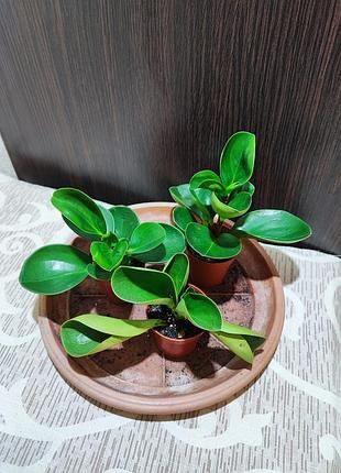 Пепперомия (peperomia obtusifolia)