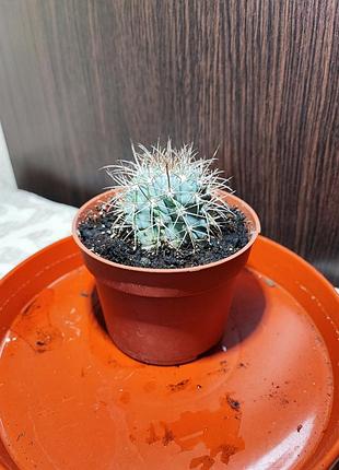 Кактус (ferocactus)