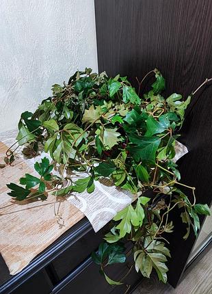 Цисус ромболистий (cissus alata ellen danica)