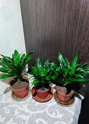Драцена запашна компакта (dracaena fragrans compacta)