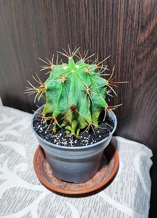 Кактус (ferocactus)