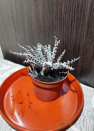 Алое хуміліс (aloe humilis)