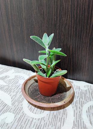 Каланхое повстисте (kalanchoe tomentosa)