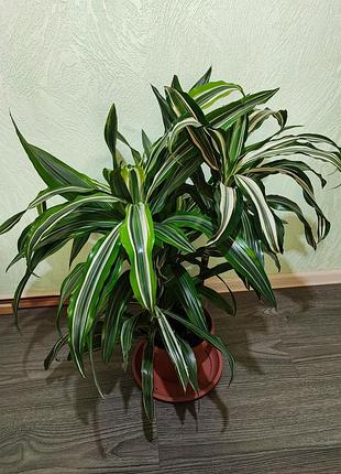 Драцена (lemon lime, warneckii) 4 ствола, карусель