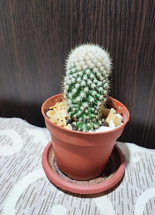 Кактус (mammillaria)