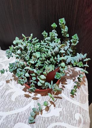 Красула рупестріс (crassula rupestris)