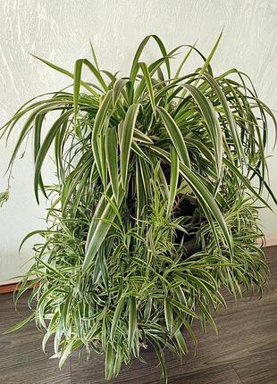 Хлорофітум xxxl (chlorophytum comosum)