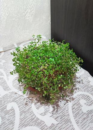 Солейролія солейрольська (soleirolia soleirolii)