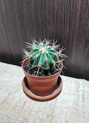 Кактус (ferocactus peninsulae)