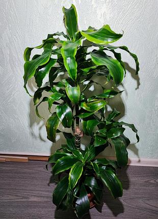 Драцена (дорадо), 3 ствола