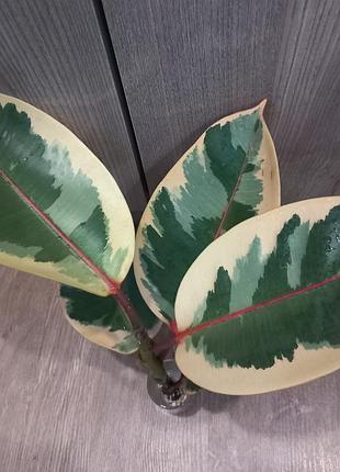 Фікус  'elastica belise