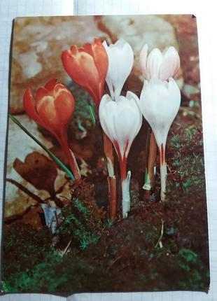 Листівка радянська листівка срср срср ретро квіти квіти1 фото