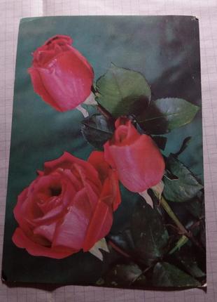 Вітальна листівка радянська листівка срср срср ретро троянда квіти