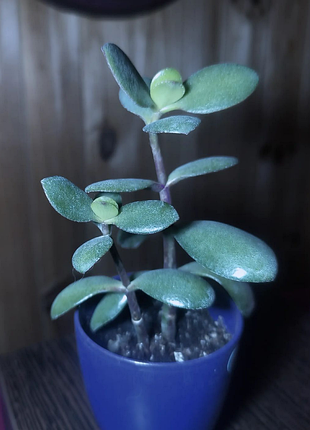 Crassula ovata 3