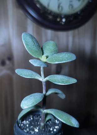 Crassula ovata 2