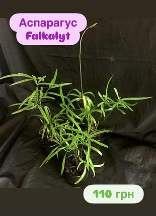 Аспарагус falkalyt