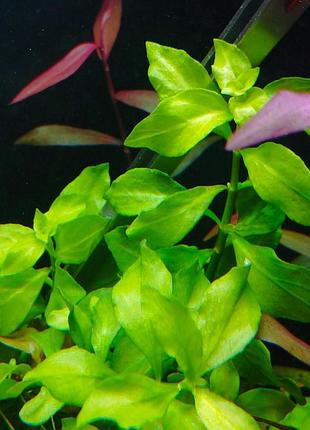Людвігія болотна зелена (ludwigia palustris green)