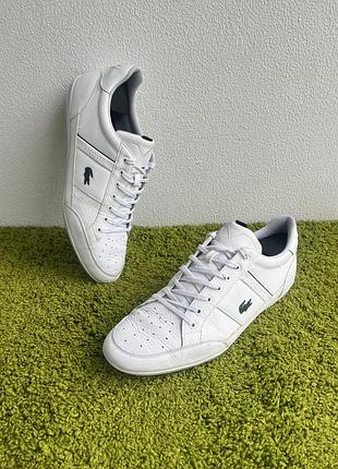 Кросівки кеди lacoste