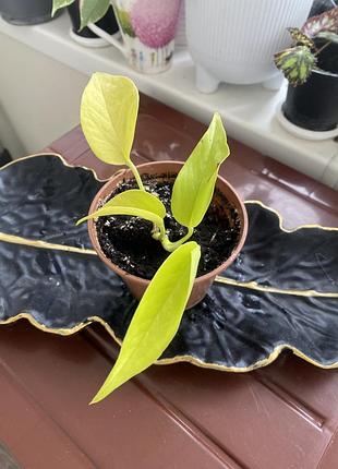 Епіпремнум неон epipremnum aureum сциндапсус ампельний 2