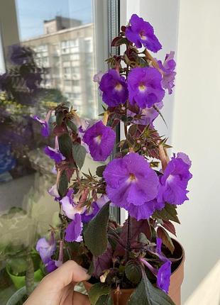 Ахіменес пулхеріма ахименес