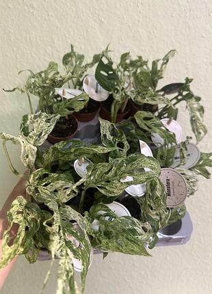 Монстера фрезен фреклс (monstera frozen freckles)