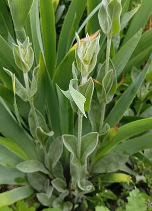 Ліхніс корончатий 4