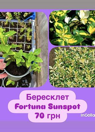 Бересклет fortuna sunspot