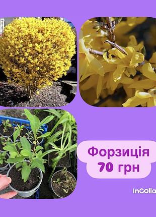 Форзиція aurea