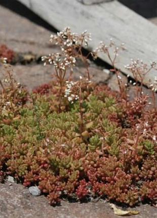 Седум coral carpet 2