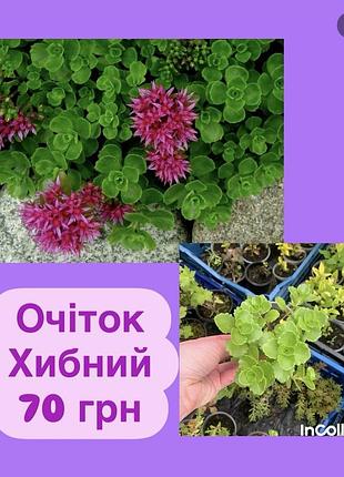 Очіток седум хибний