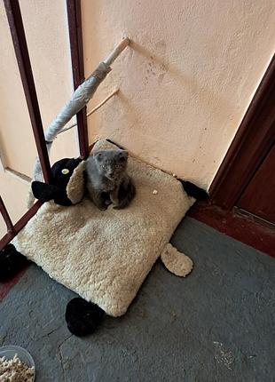 Кошеня в добрі руки
