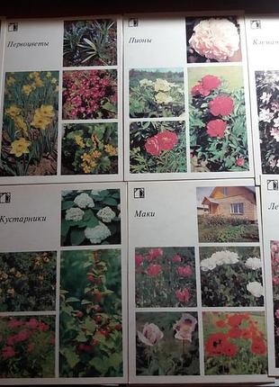 Набір листівок декоративні рослини присадибну ділянку срср листівки квіти