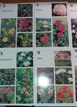 Набір листівок декоративні рослини присадибну ділянку срср листівки квіти